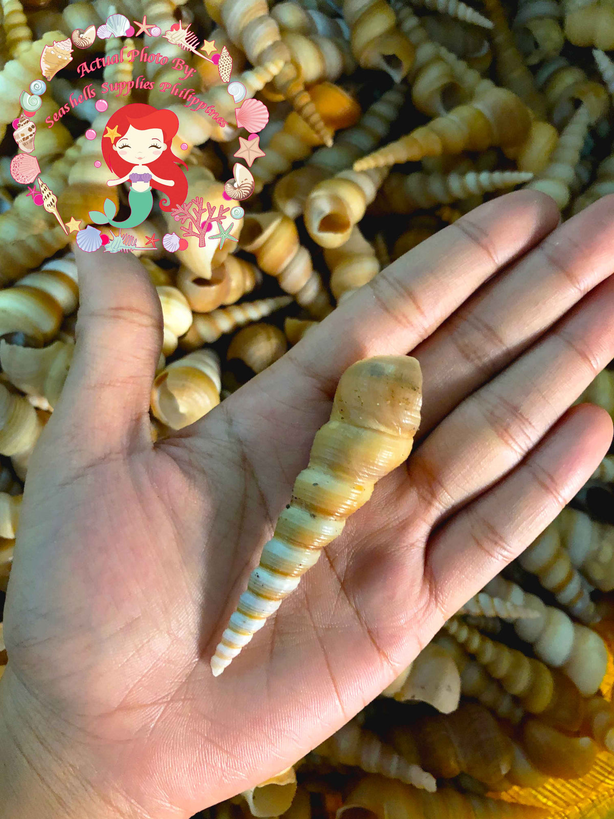 1 Kilo | Tortilla | Screw Turritella | Seashells | Sea shells