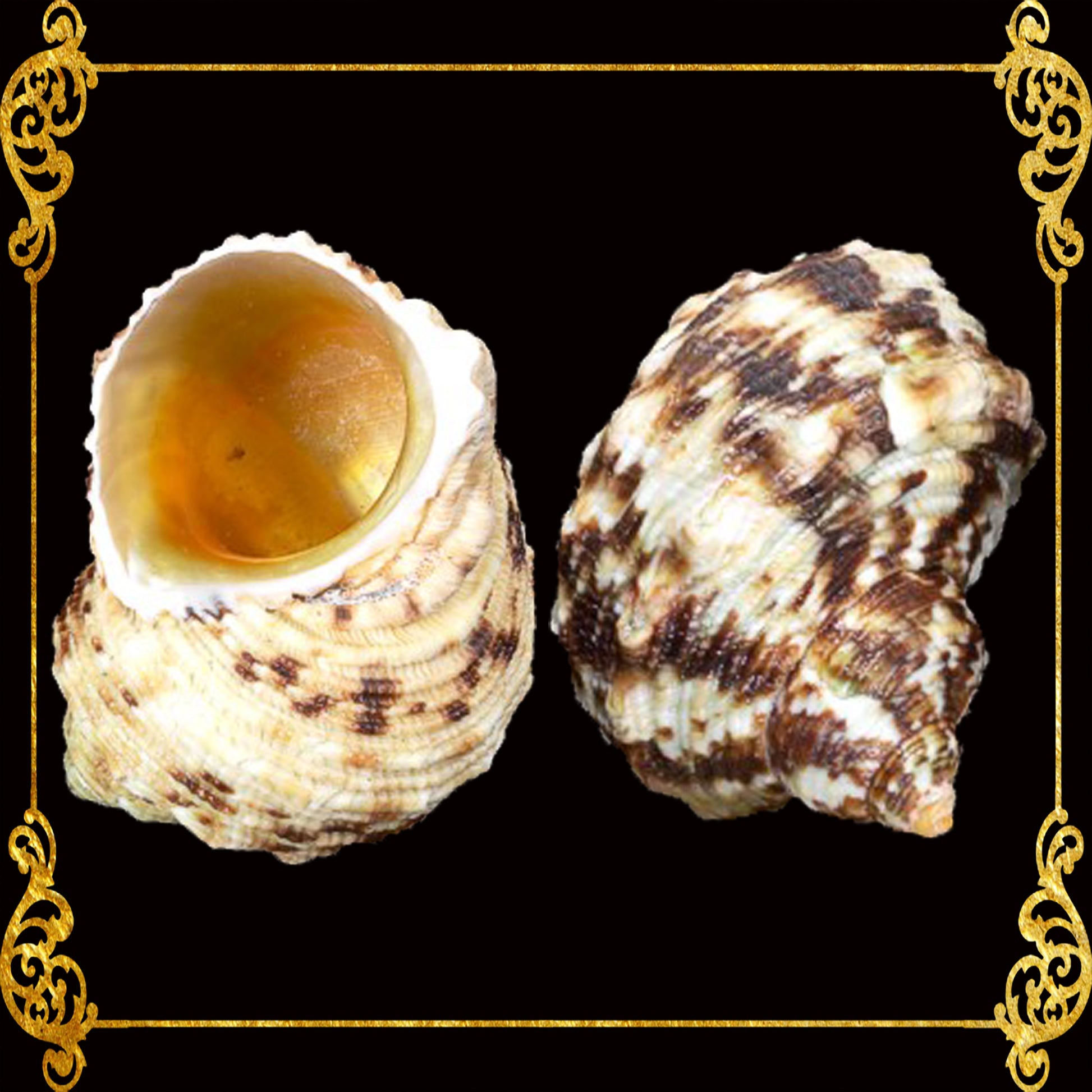 1 Kilo | Turbo Gold | Mouth Turban | Natural | Seashells | Sea shells ...
