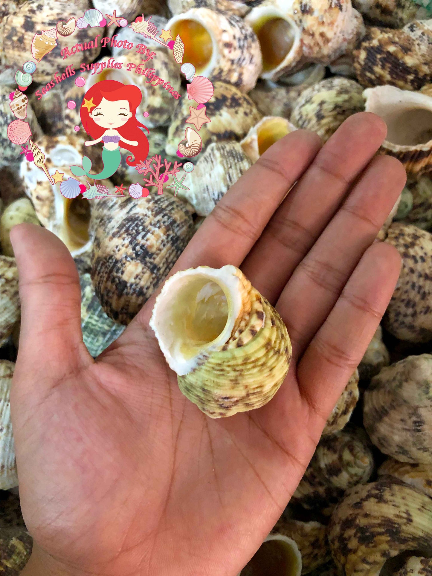 1 Kilo | Turbo Gold | Mouth Turban | Natural | Seashells | Sea shells