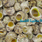 1 Kilo | Turbo Gold | Mouth Turban | Natural | Seashells | Sea shells