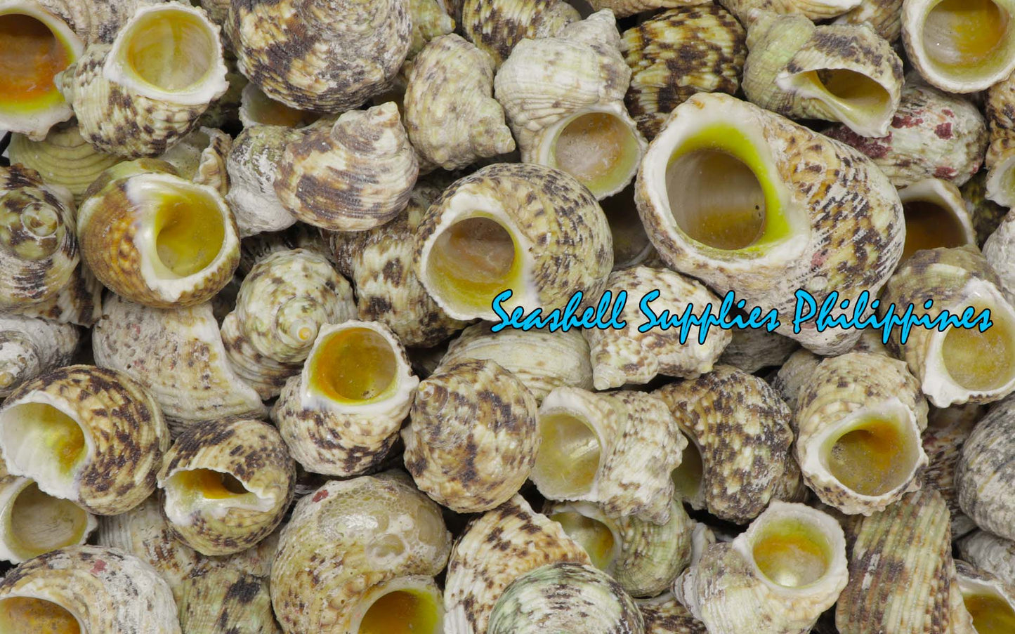 1 Kilo | Turbo Gold | Mouth Turban | Natural | Seashells | Sea shells