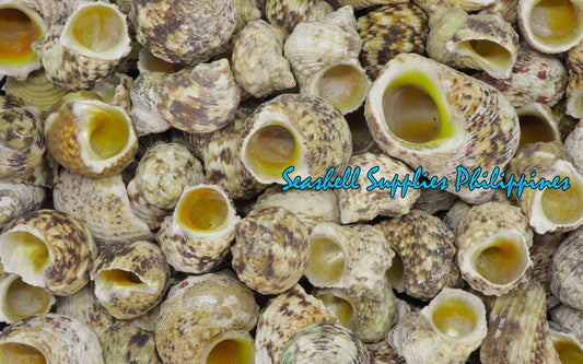 1 Kilo | Turbo Gold | Mouth Turban | Natural | Seashells | Sea shells