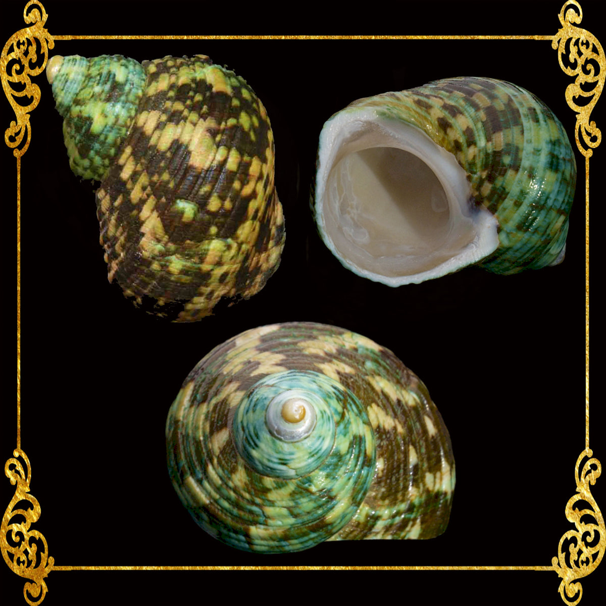 1 Kilo | Turbo Silver | Crass Turban | Natural | Seashells | Sea shells