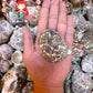 1 Kilo | Turbo Silver | Crass Turban | Natural | Seashells | Sea shells