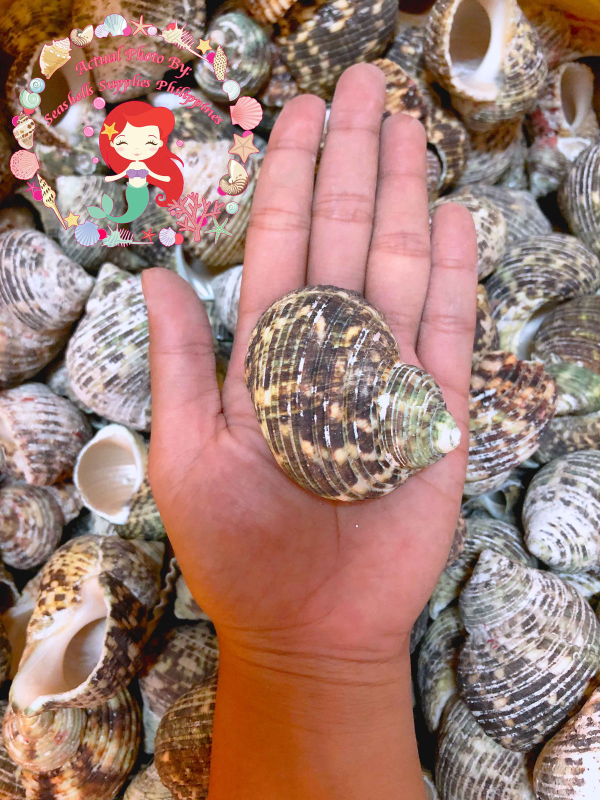 1 Kilo | Turbo Silver | Crass Turban | Natural | Seashells | Sea shells