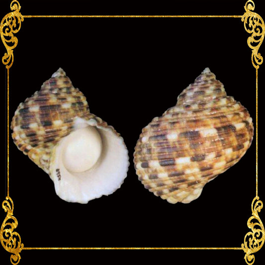 500 Grams | Turbo Silver | Crass Turban | Natural
