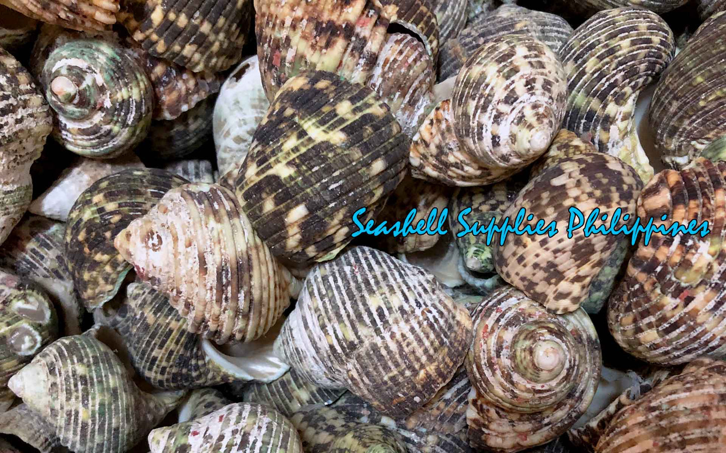 1 Kilo | Turbo Silver | Crass Turban | Natural | Seashells | Sea shells