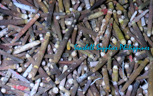 1 Kilo | Urchin Bato | Red Pencil Urchin Spine | Seashells | Sea shells