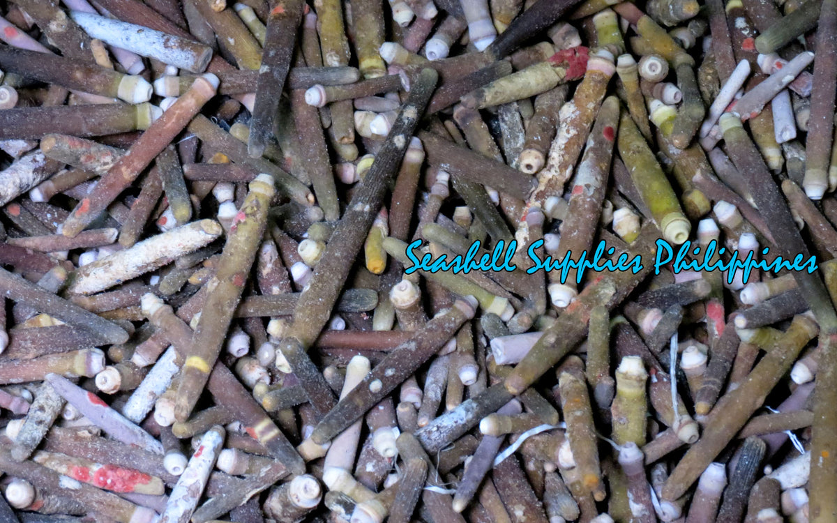 1 Kilo | Urchin Bato | Red Pencil Urchin Spine | Seashells | Sea shells