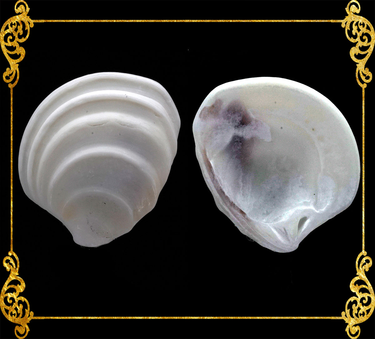 1 Kilo | Wedding Cake | Tiara Venus | Seashells | Sea shells