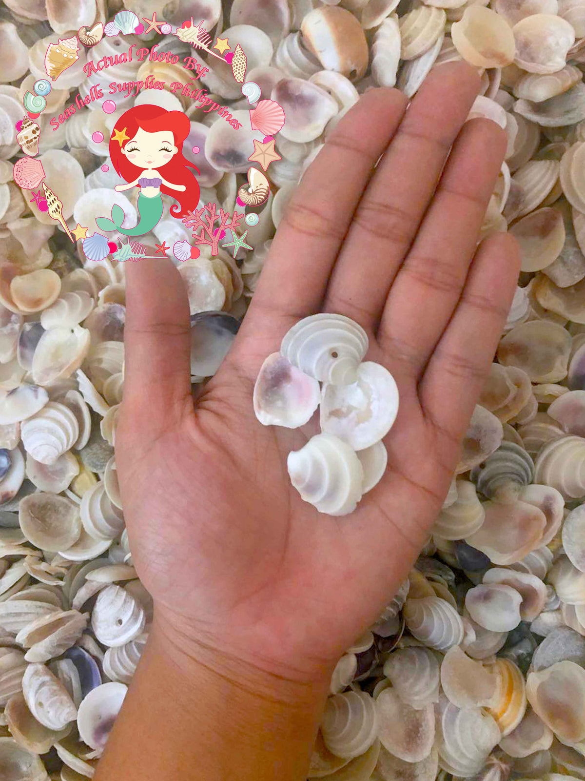 1 Kilo | Wedding Cake | Tiara Venus | Seashells | Sea shells