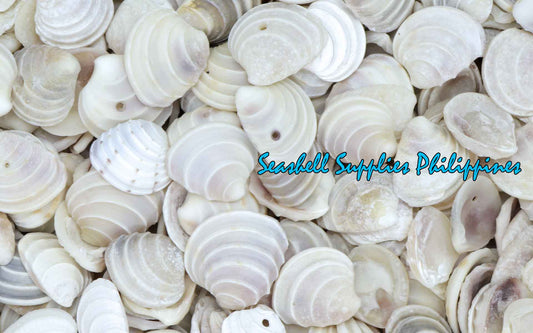 1 Kilo | Wedding Cake | Tiara Venus | Seashells | Sea shells
