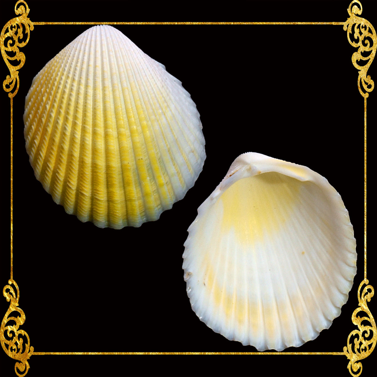 1 Kilo | Yellow Cockle | Pacific Yellow Cockle | Seashells | Sea shells