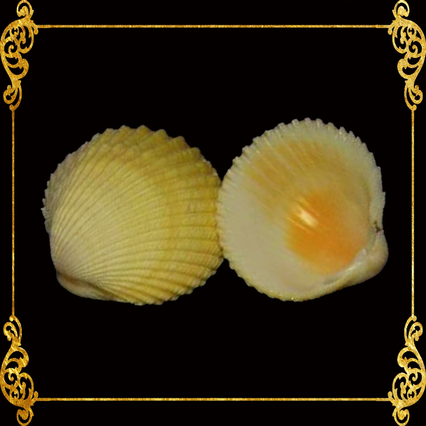 500 Grams | Yellow Cockle | Pacific Yellow Cockle