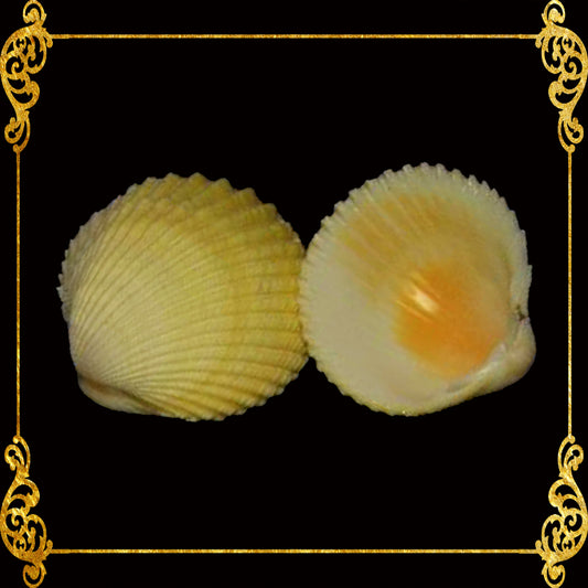 500 Grams | Yellow Cockle | Pacific Yellow Cockle