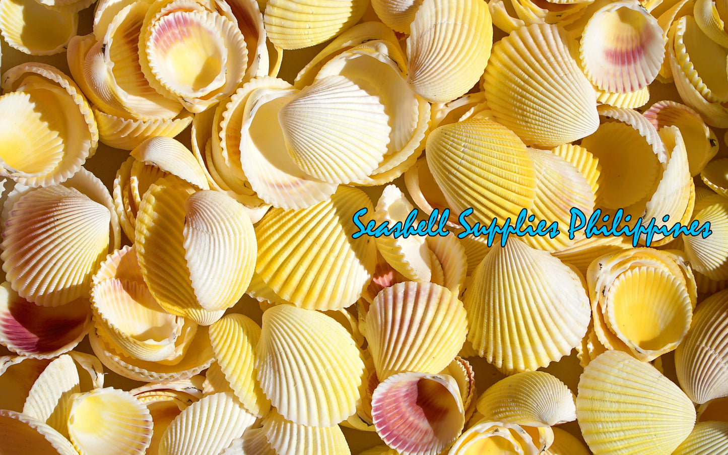 1 Kilo | Yellow Cockle | Pacific Yellow Cockle | Seashells | Sea shells