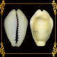 500 Grams | Cyprea Moneta | Money Cowrie | Monetaria Moneta