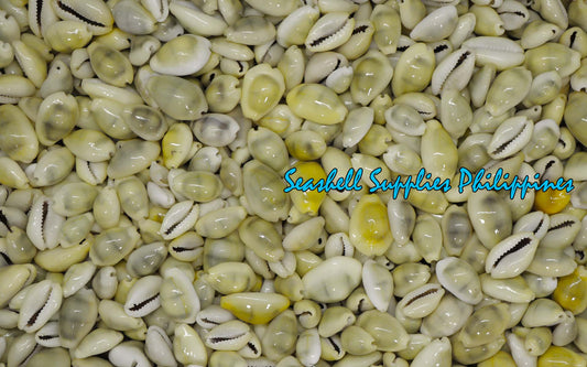 1 Kilo | Cyprea Moneta | Money Cowrie | Monetaria Moneta | Seashells | Sea shells