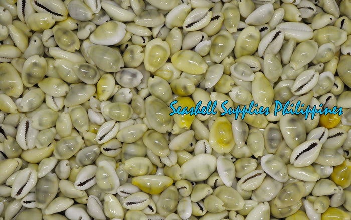 1 Kilo | Cyprea Moneta | Money Cowrie | Monetaria Moneta | Seashells | Sea shells