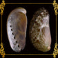 Abalone Long | Donkey's Ear Abalone | Polished | 2 - 3.5 Inches