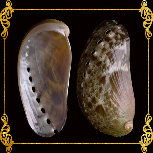 Abalone Long | Donkey's Ear Abalone | Polished | 2 - 3.5 Inches