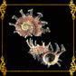 Angaria Long Spine | Imperial Delphinula | 2 - 3 Inches