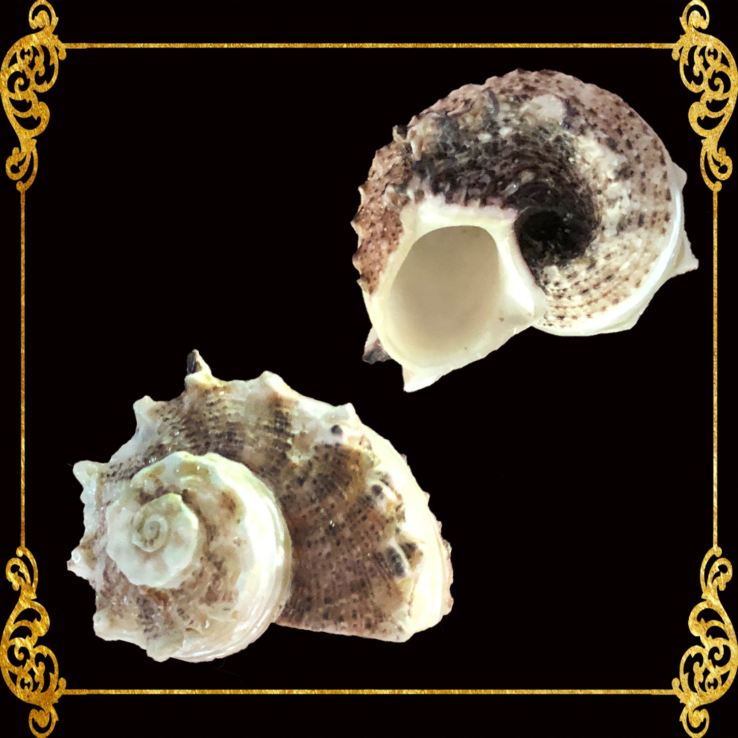 Small Shells
