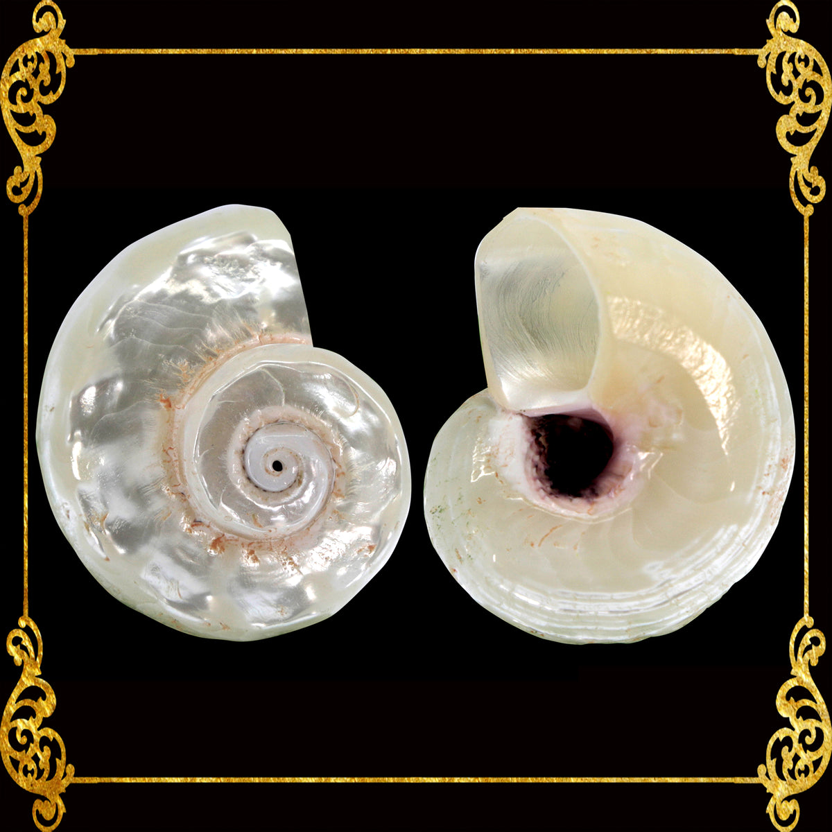 Delphinula Shell Angaria Pearlized Shell | Imperial Delphinula (Angaria delphinus ...