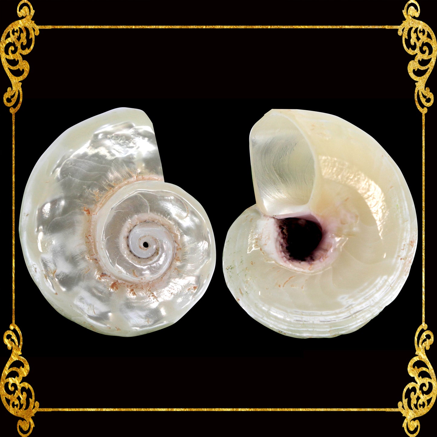 Angaria Pearlized | Imperial Delphinula | 1 - 2 Inches