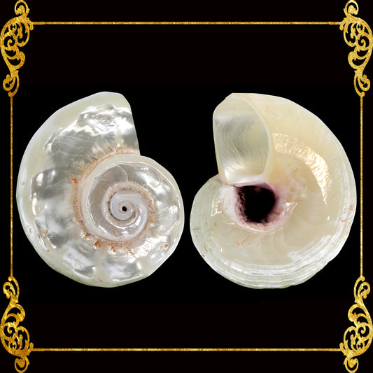 Angaria Pearlized | Imperial Delphinula | 1 - 2 Inches