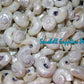 Angaria Pearlized | Imperial Delphinula | 1 - 2 Inches