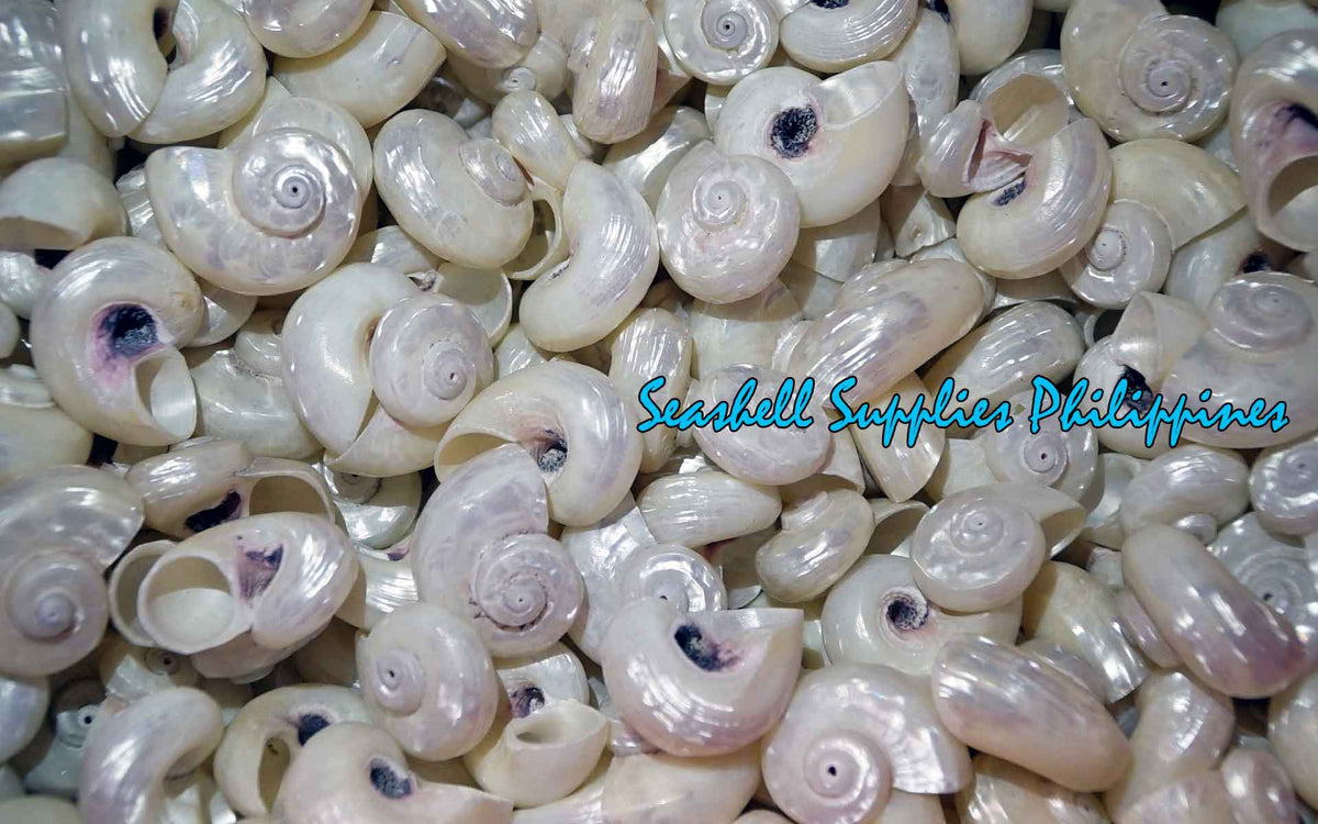 Angaria Pearlized | Imperial Delphinula | 1 - 2 Inches