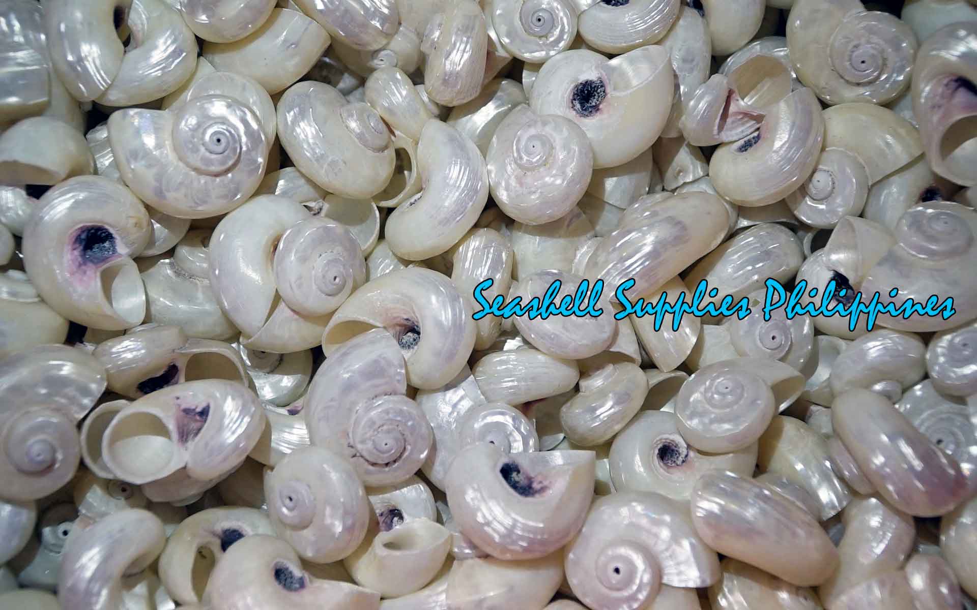 Angaria Pearlized | Imperial Delphinula | 1 - 2 Inches