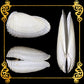 Angel Wing | Cyrtopleura Costata | 3 -  4 Inches