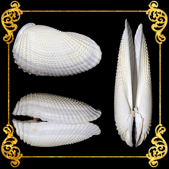Angel Wing | Cyrtopleura Costata | 3 -  4 Inches