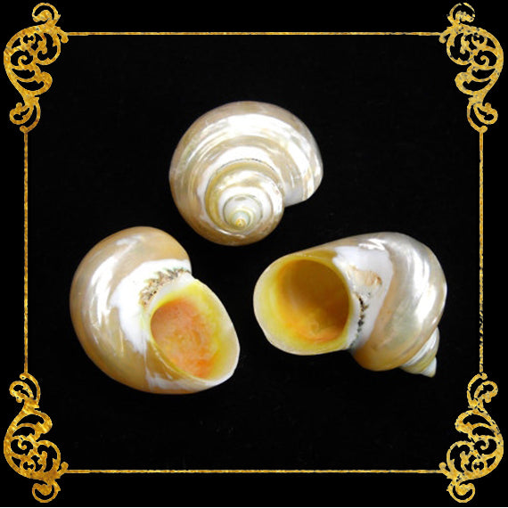 Turbo Pearlized Gold | Gold Mouth Turban | 1 - 3.5 Inches
