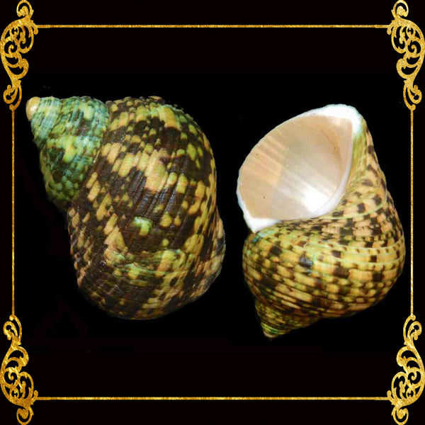 Turbo Green Natural | Buffed | Crass Turban | 1 - 3.9 Inches