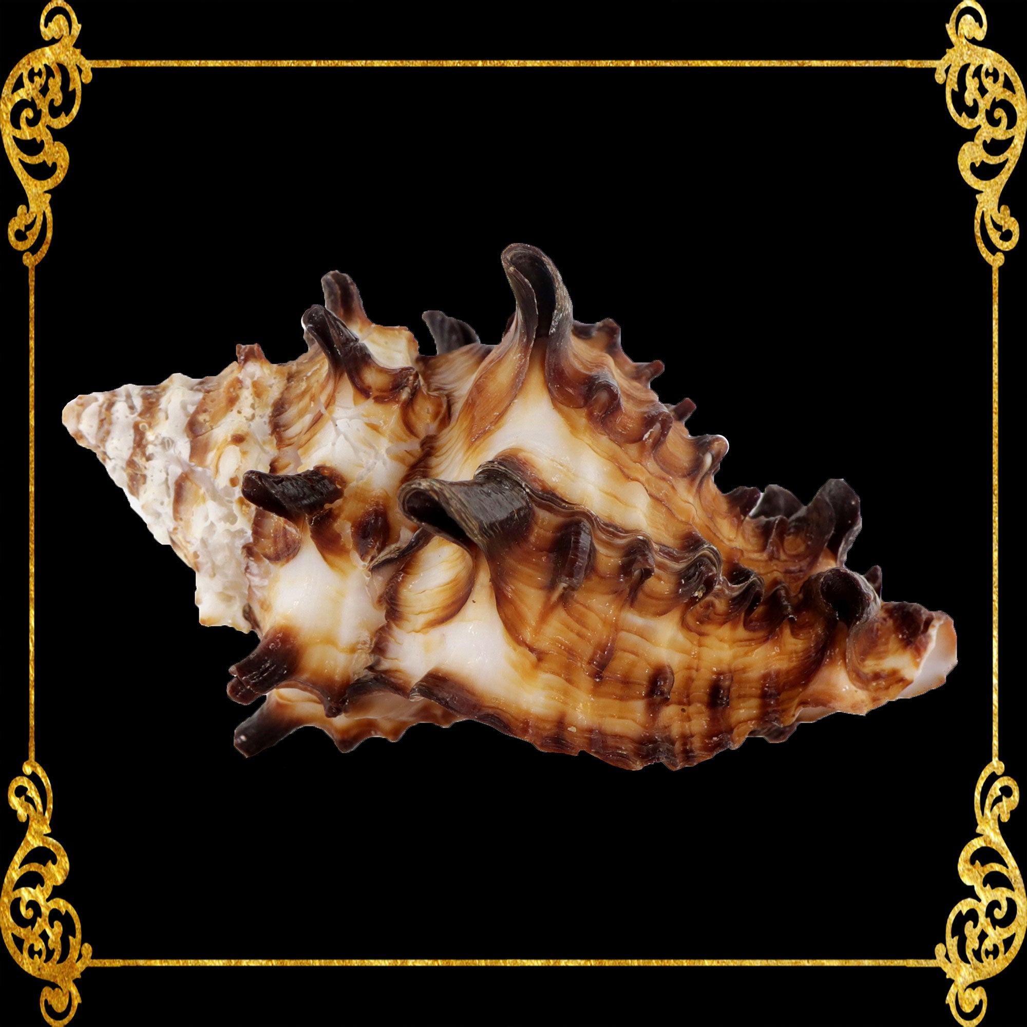 Vasum Tubiferum | Vase Shells | 1.5 - 4 Inches – Seashell Supplies ...