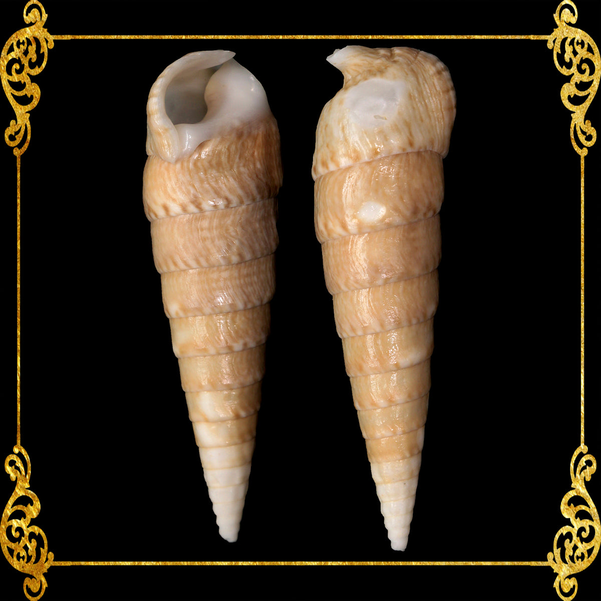 Vertagus | Common Creeper | Rhinoclavis Vertagus | 4 - 6 Inches | Large