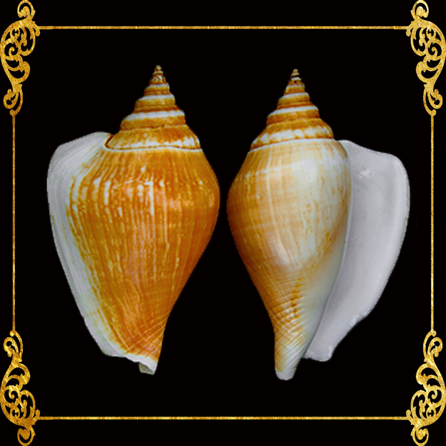 Canarium | Dog Conch | Jumbo | 3 - 4 Inches