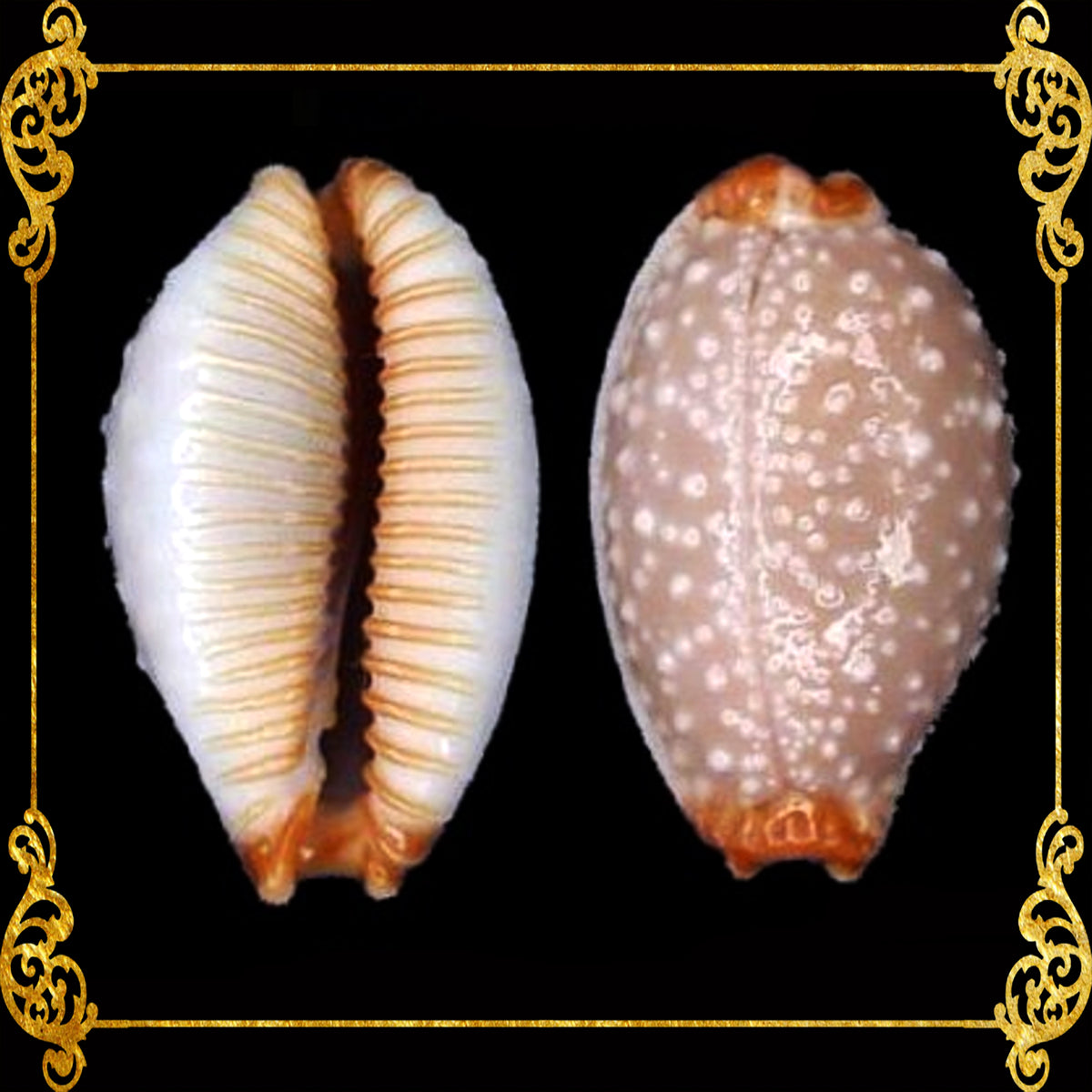 Cypraea Albuginoso | Grape Cowry | 1 - 1.5 Inches
