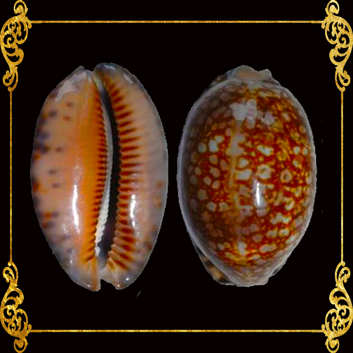 Cyprea Arabica | Arabian Cowry | 1 - 3.9 Inches