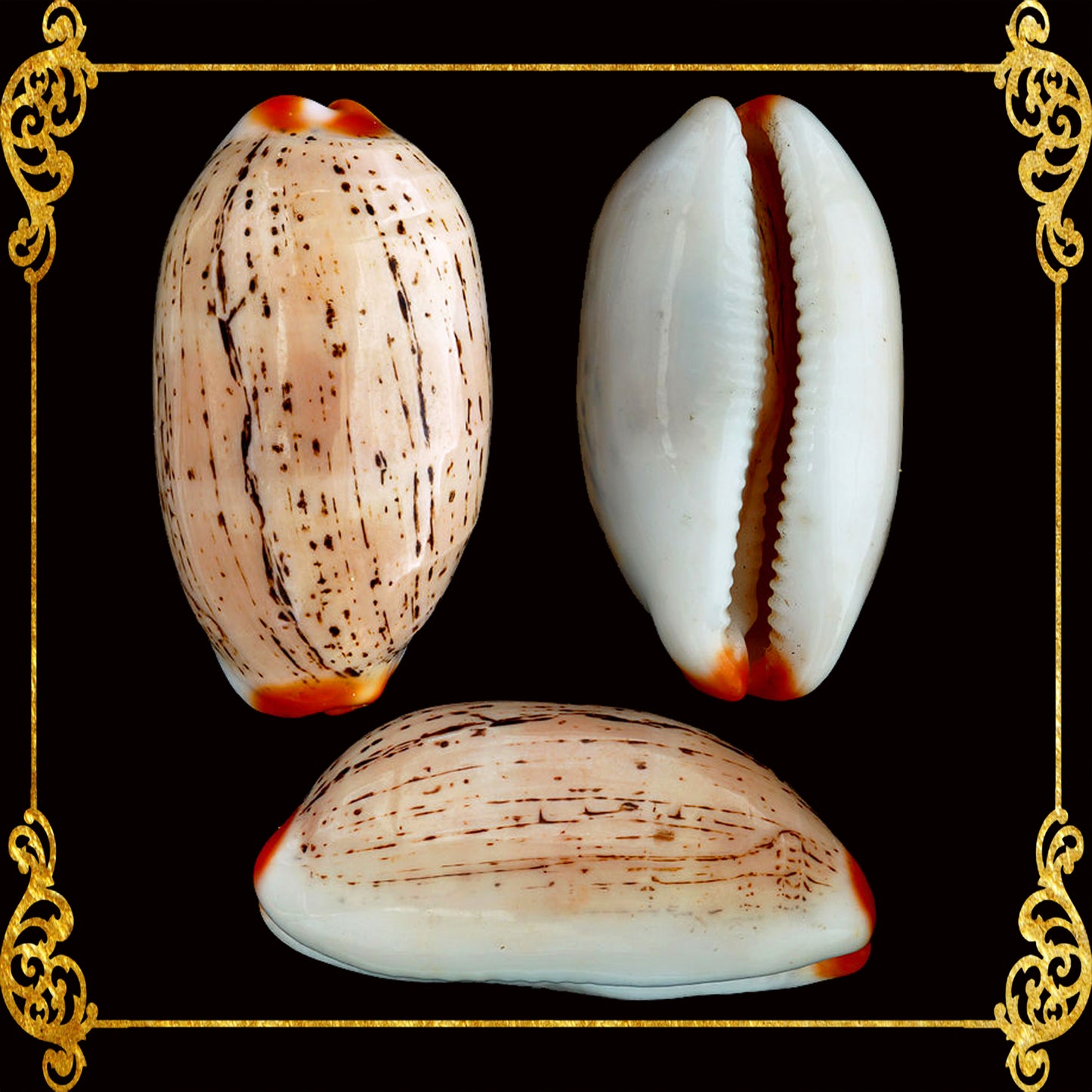Cyprea Isabelle | Mexican Cowrie | 0.5 - 1.5 Inches