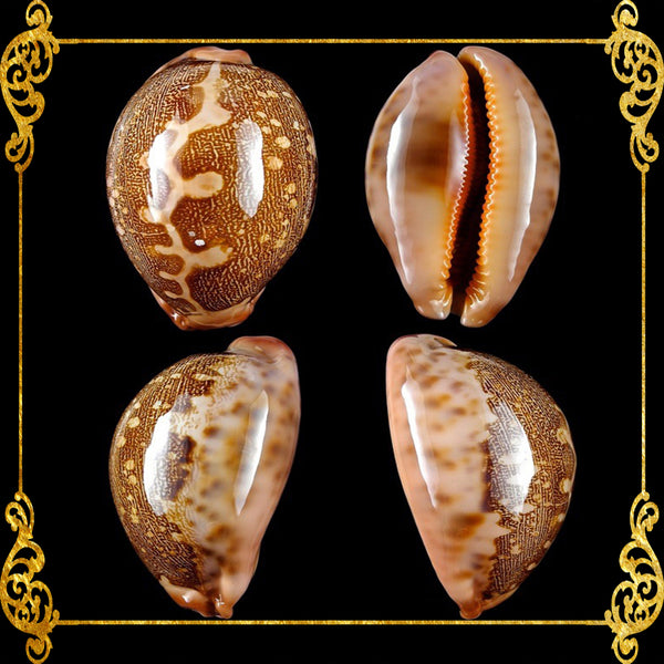 Cyprea Mappa | Map Cowrie | 1 - 4 Inches