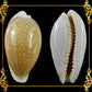 Cyprea Milliaris | Millet Cowrie | 0.5 - 1.5 Inches