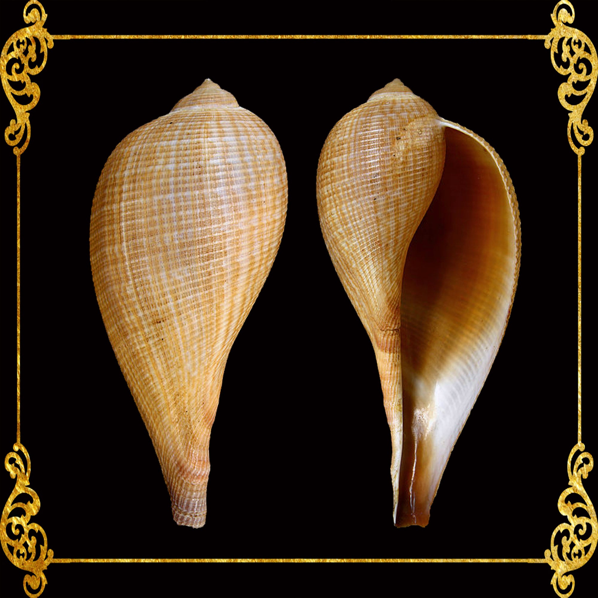 Ficus Gracius | Graceful Fig Shell | 3 - 5.5 Inches – Seashell Supplies ...