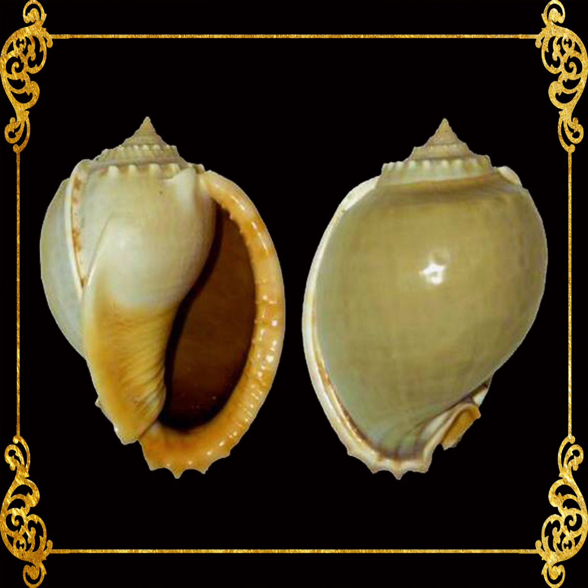 Glucum Phallium | Grey Bonnet | 1 - 2.5 Inches