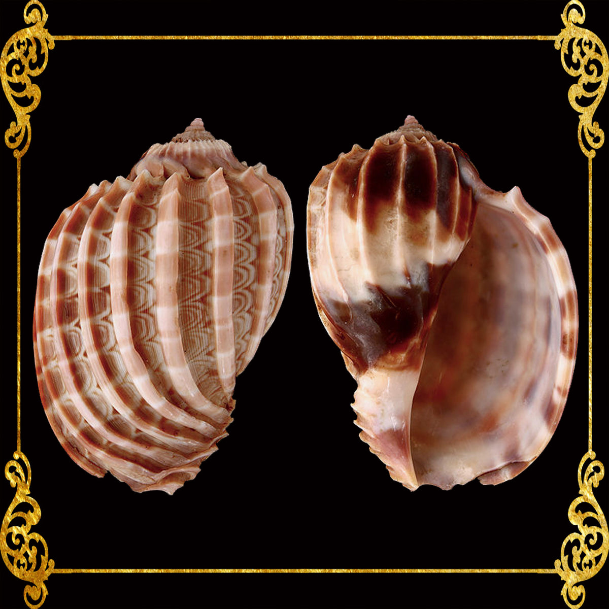 Harpa Major | Major Harp | 2 - 4 Inches