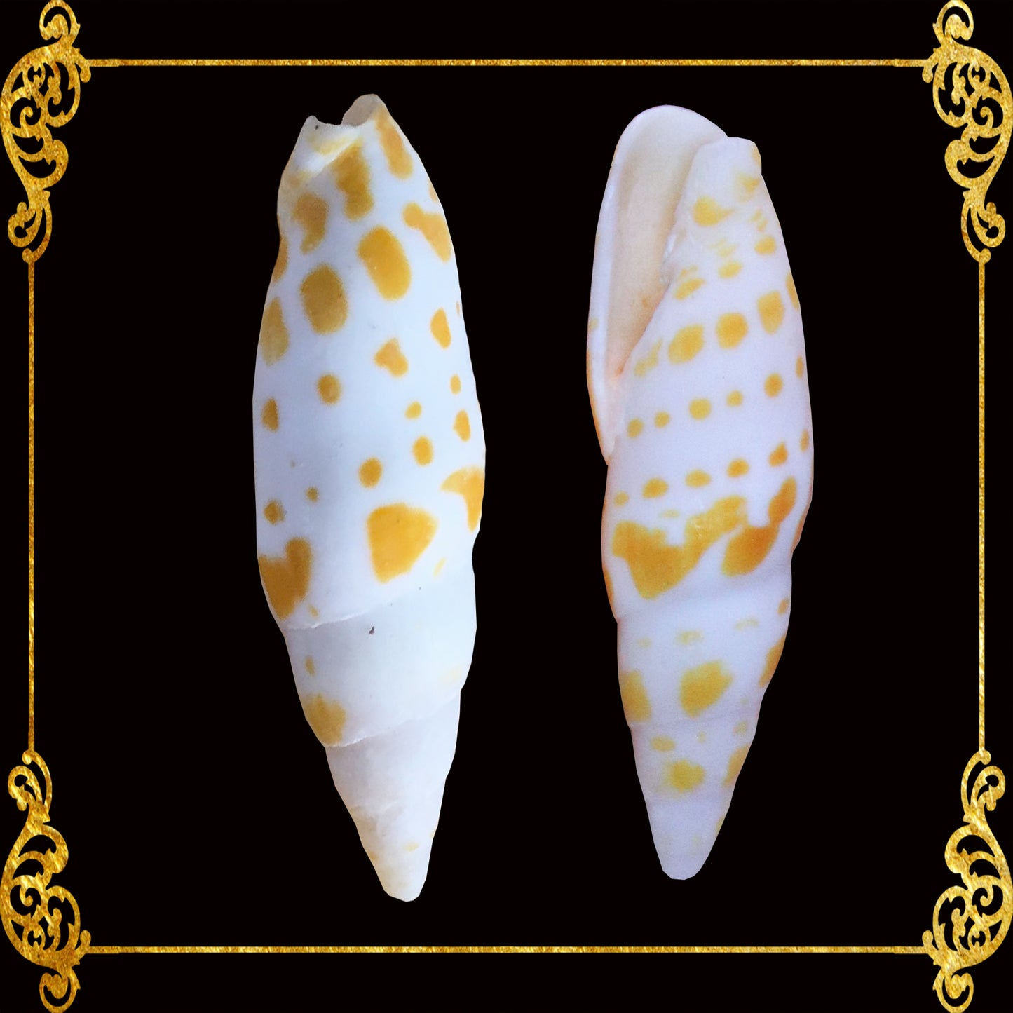 Mitra Mitra | Yellow | Episcopal Miter | Mitra Mitra | 2.5 - 5 Inches