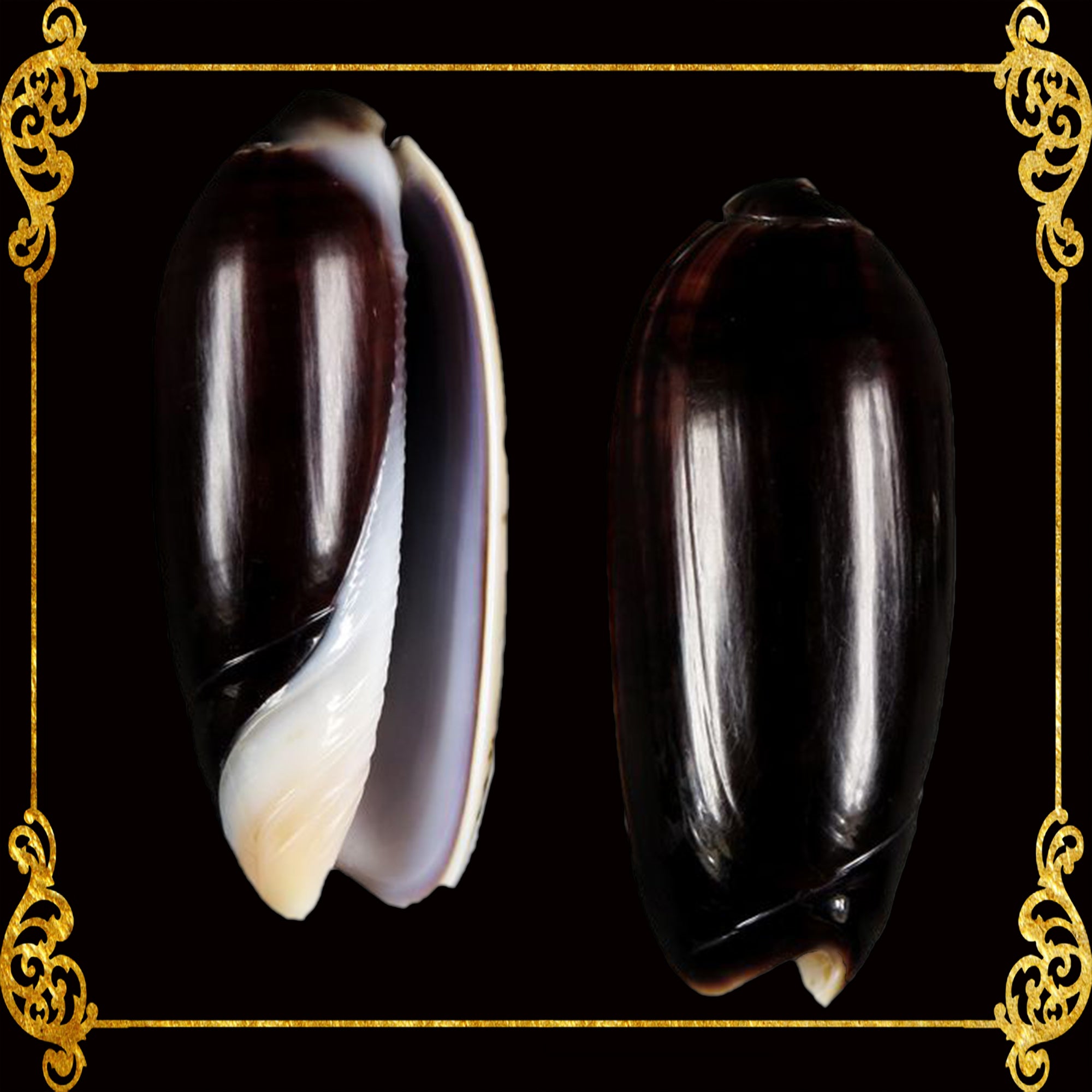 Olive Black | Olive Shell | Olividae | 1 - 1.5 Inches – Seashell ...